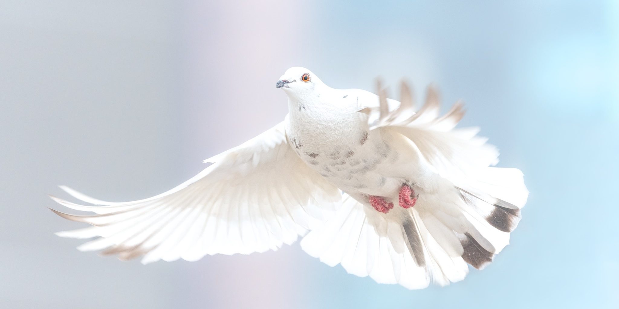 Taube weiß – michel kwan